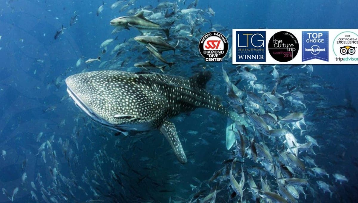 The Life Aquatic - Scuba Diving Center in 2/86 moo 1, Tambon Bo Put, Ko Samui District, Surat Thani 84320, Thailand